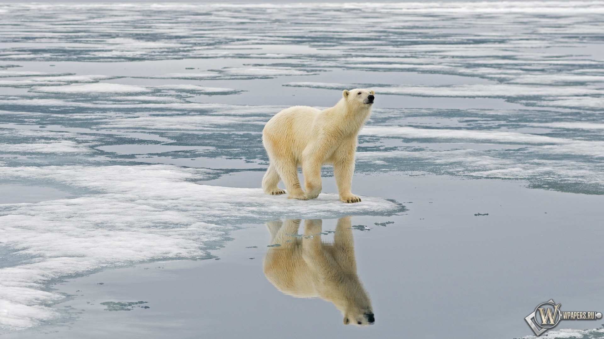 Белый медведь на льдине Свальбард Норвегия 1920x1080