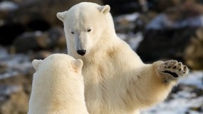 Обои Общение белых медведей: Белый медведь, Животное, Медведи