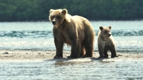 Обои Медведица и медвежонок: Река, Медведица, Медвежонок, Медведи