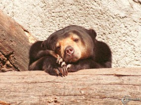 Обои Мишка спит: , Медведи