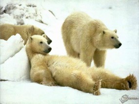 Обои Полярный медведь отдыхает: , Медведи