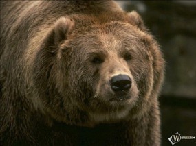 Обои Бурый медведь: , Медведи