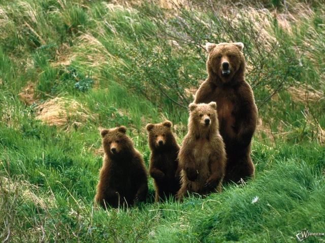 Медведица и три медвежонка