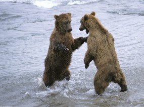 Обои Поединок медведей: , Медведи
