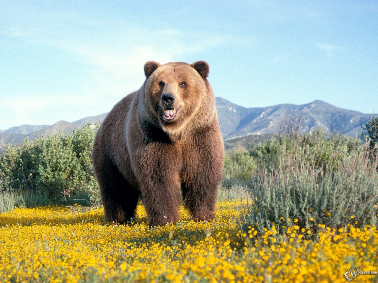 Бурый медведь на лугу 1280x960