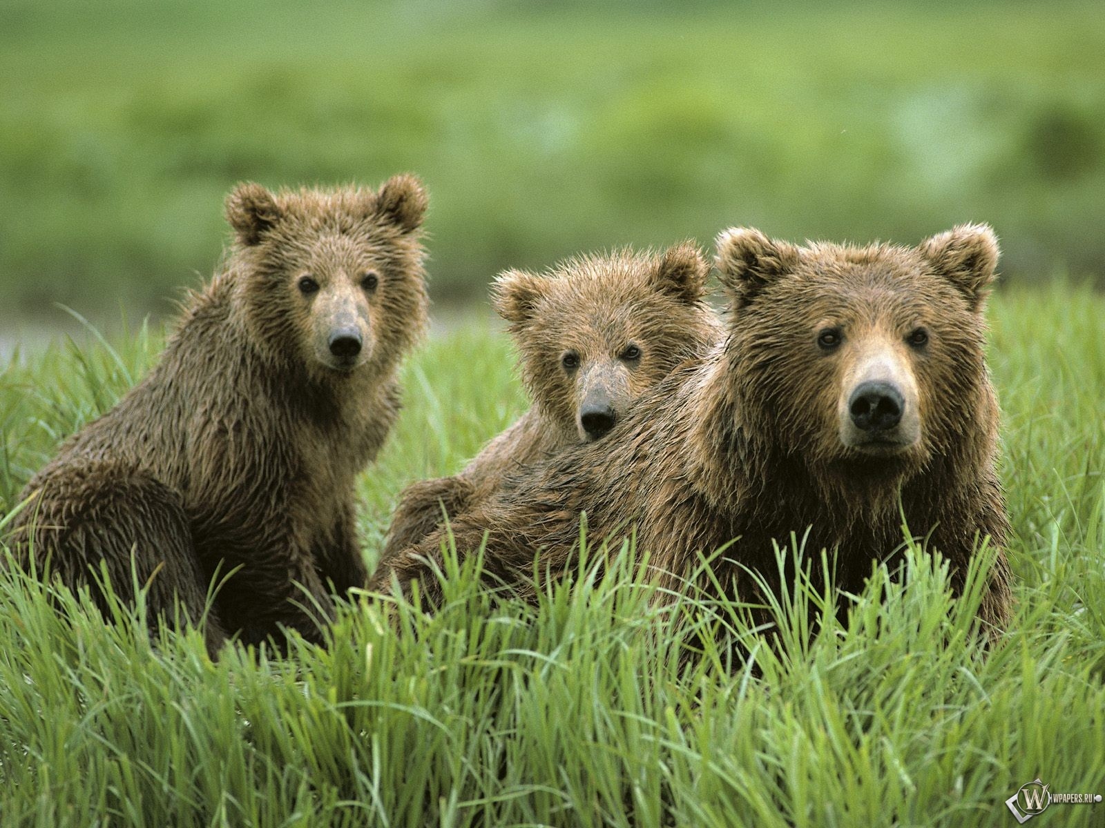 Три бурых медведя 1600x1200