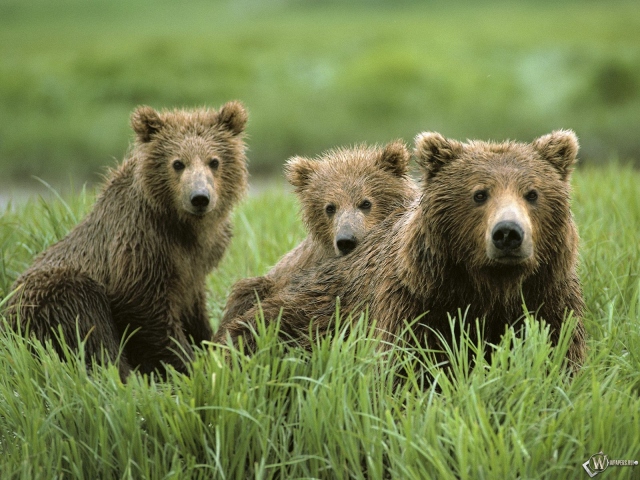 Три бурых медведя