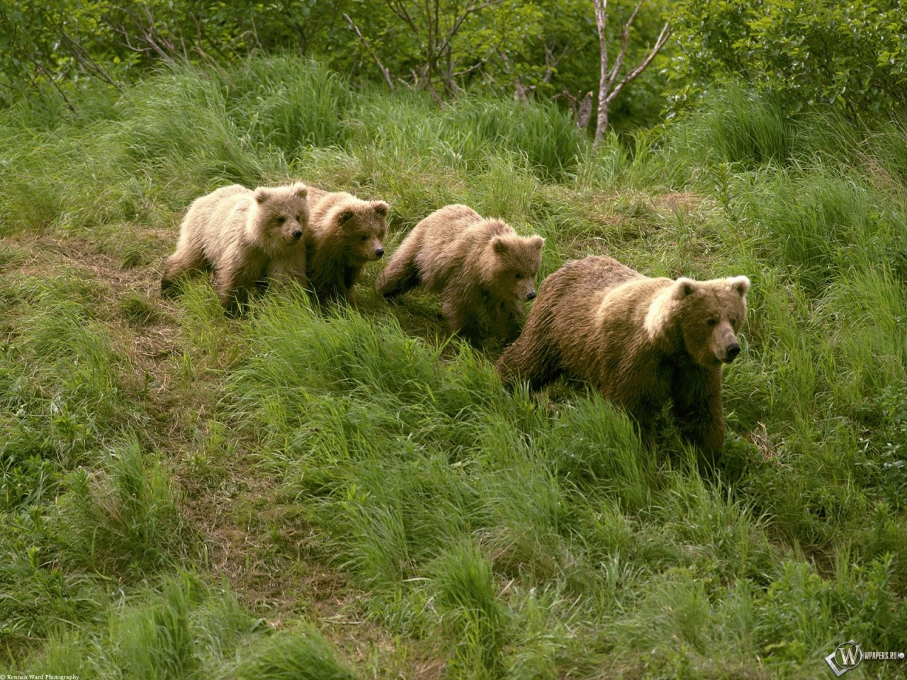 Четыре бурых медведя 1280x960