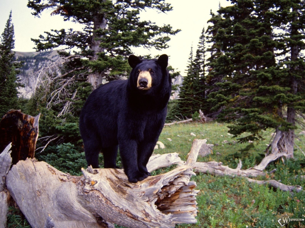 Черный медведь 1024x768