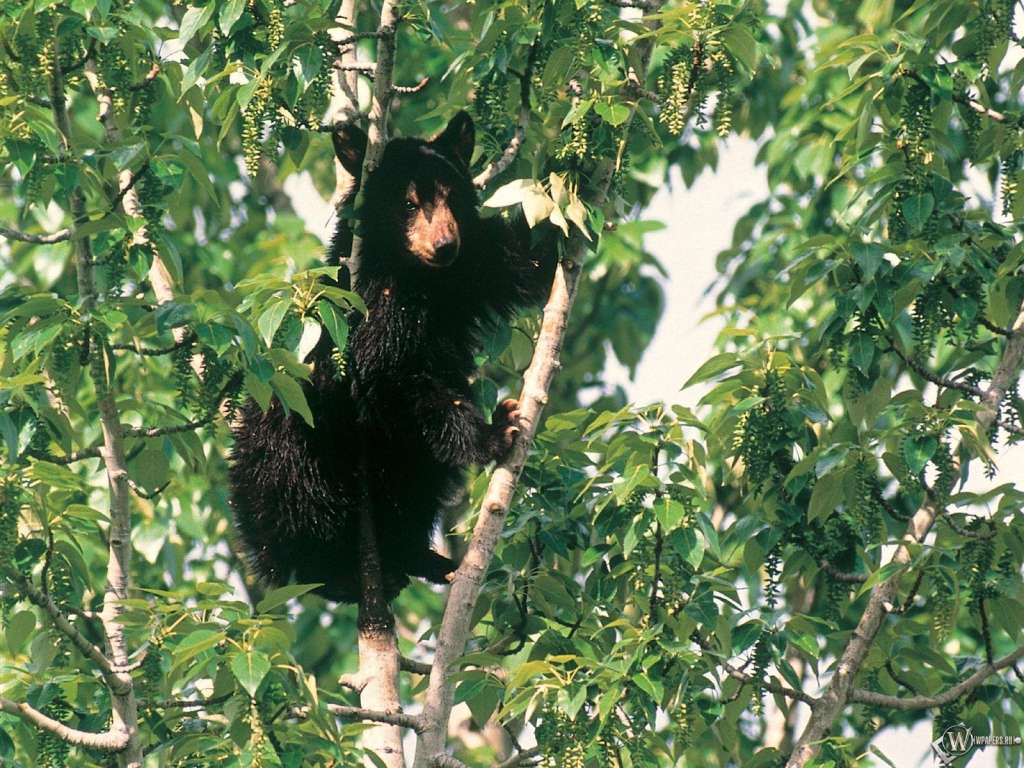 Медведь на дереве 1024x768