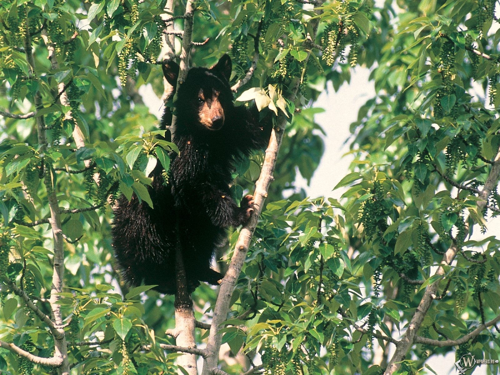 Медведь на дереве 1600x1200