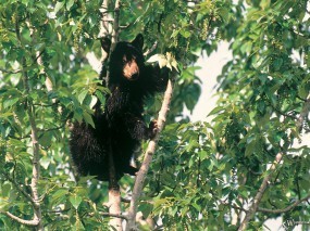 Обои Медведь на дереве: , Медведи