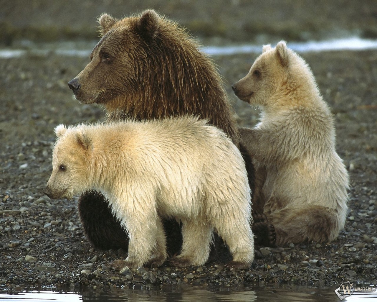 Медведи в Katmai National Park Аляска 1280x1024