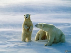 Обои Белая медведица с малышом: , Медведи