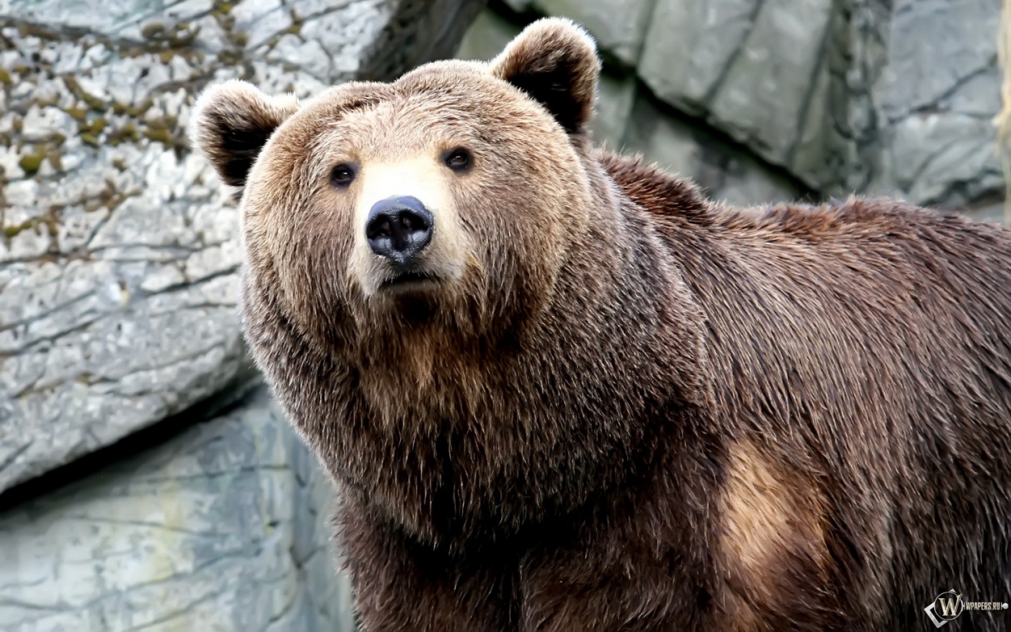 Серьезный медведь 1440x900