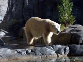Обои Белый медведь на камнях: , Медведи