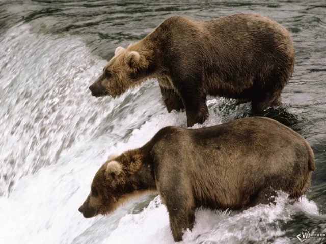 Медведи у водопада