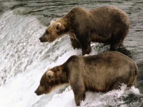Обои Медведи у водопада: , Медведи