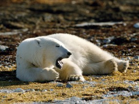 Обои Белый медведь зевает: , Медведи
