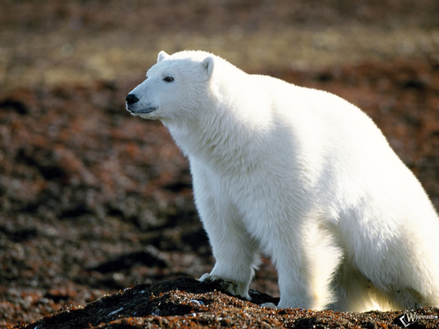Белый медведь наблюдает 1400x1050