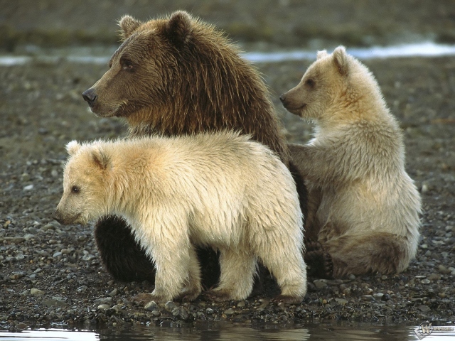 Медведиха и медвежата