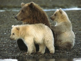 Обои Медведиха и медвежата: , Медведи