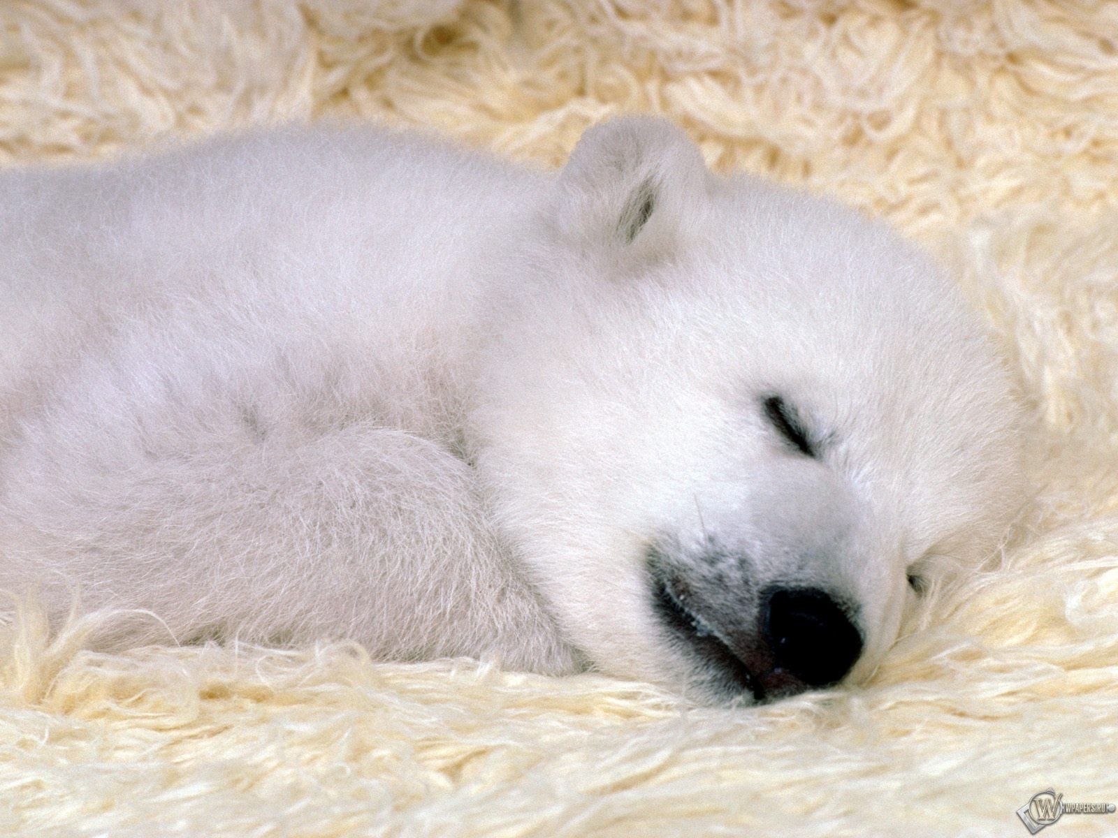 Белый медвежонок спит 1600x1200
