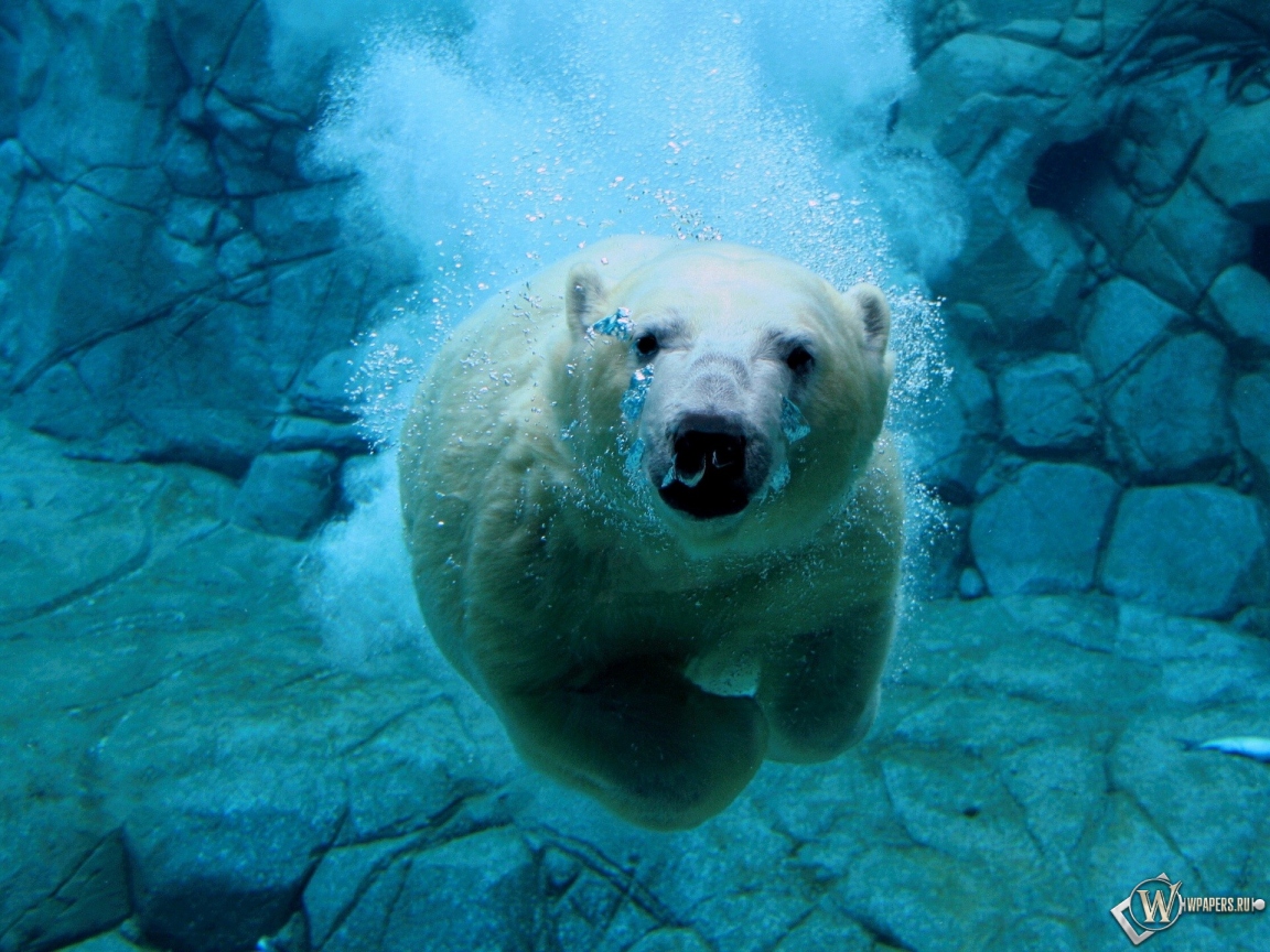 Белый медведь под водой 1152x864