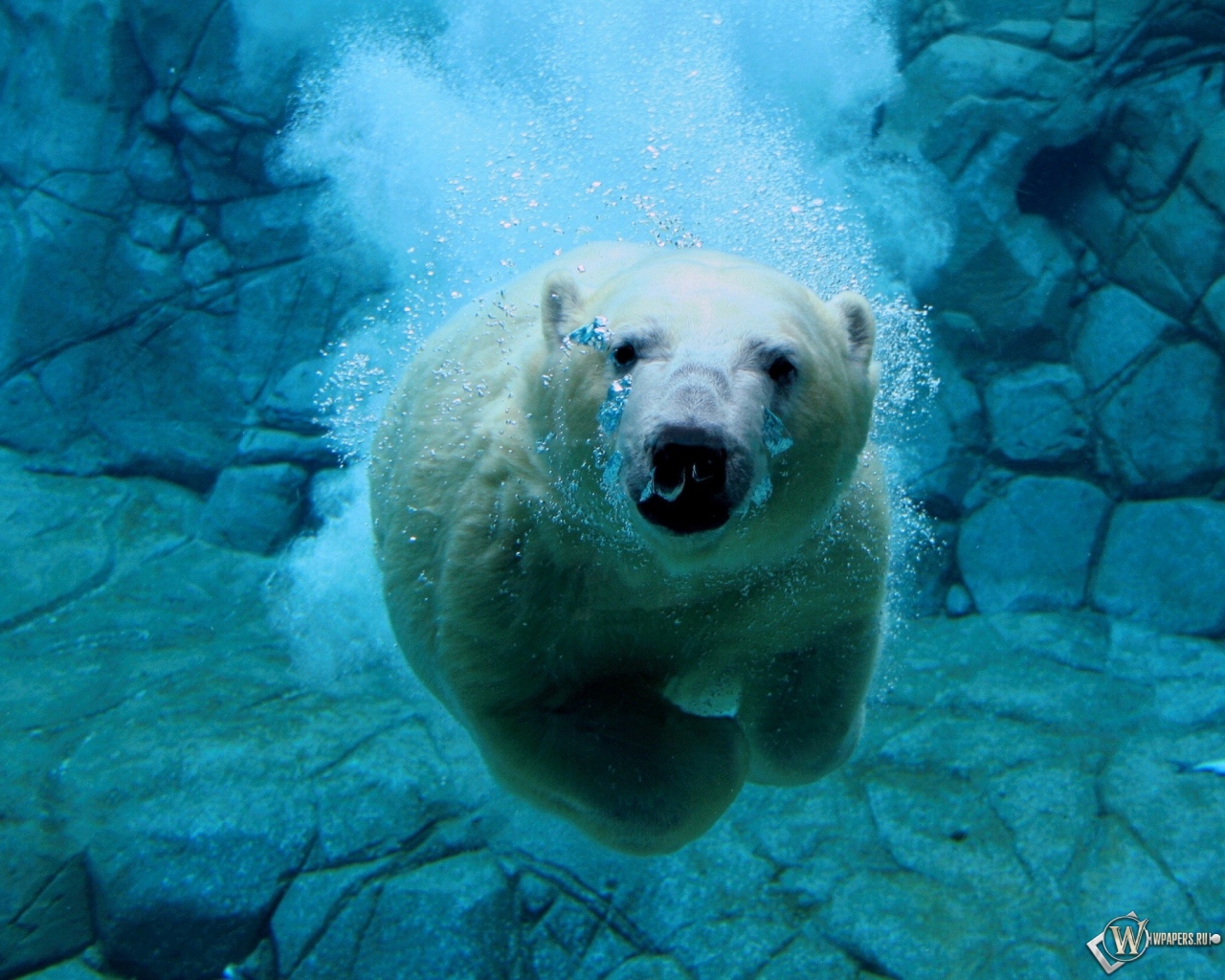 Белый медведь под водой 1280x1024