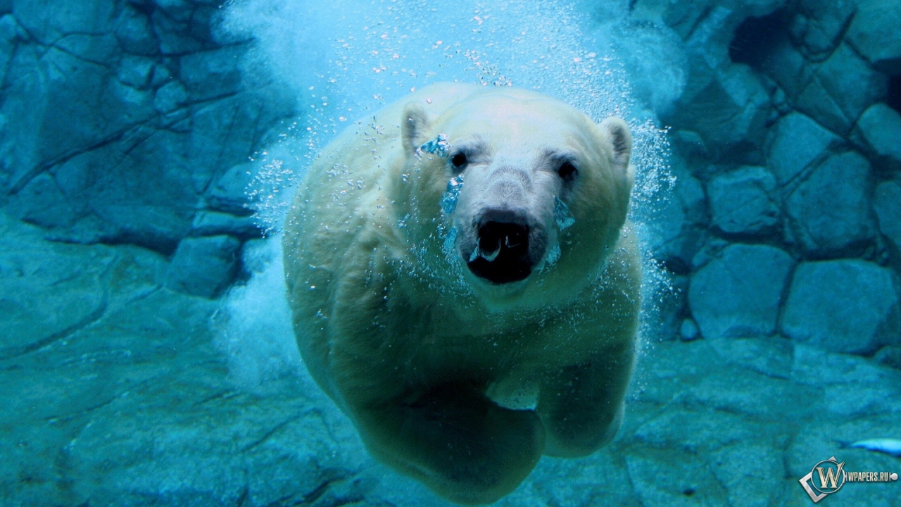 Белый медведь под водой 1280x720