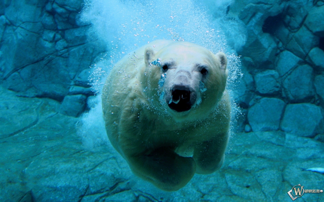 Белый медведь под водой 1280x800