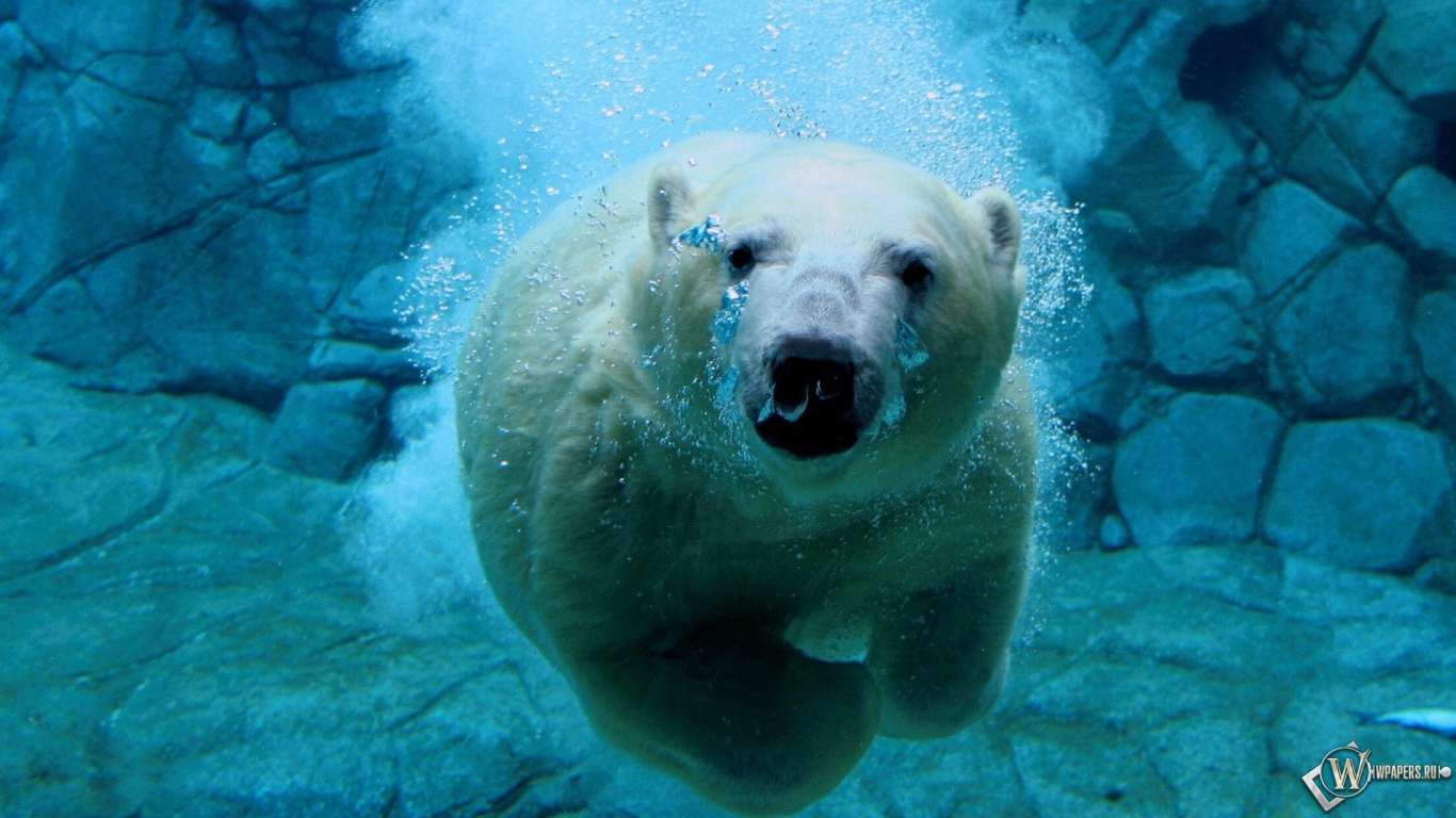 Белый медведь под водой 1366x768