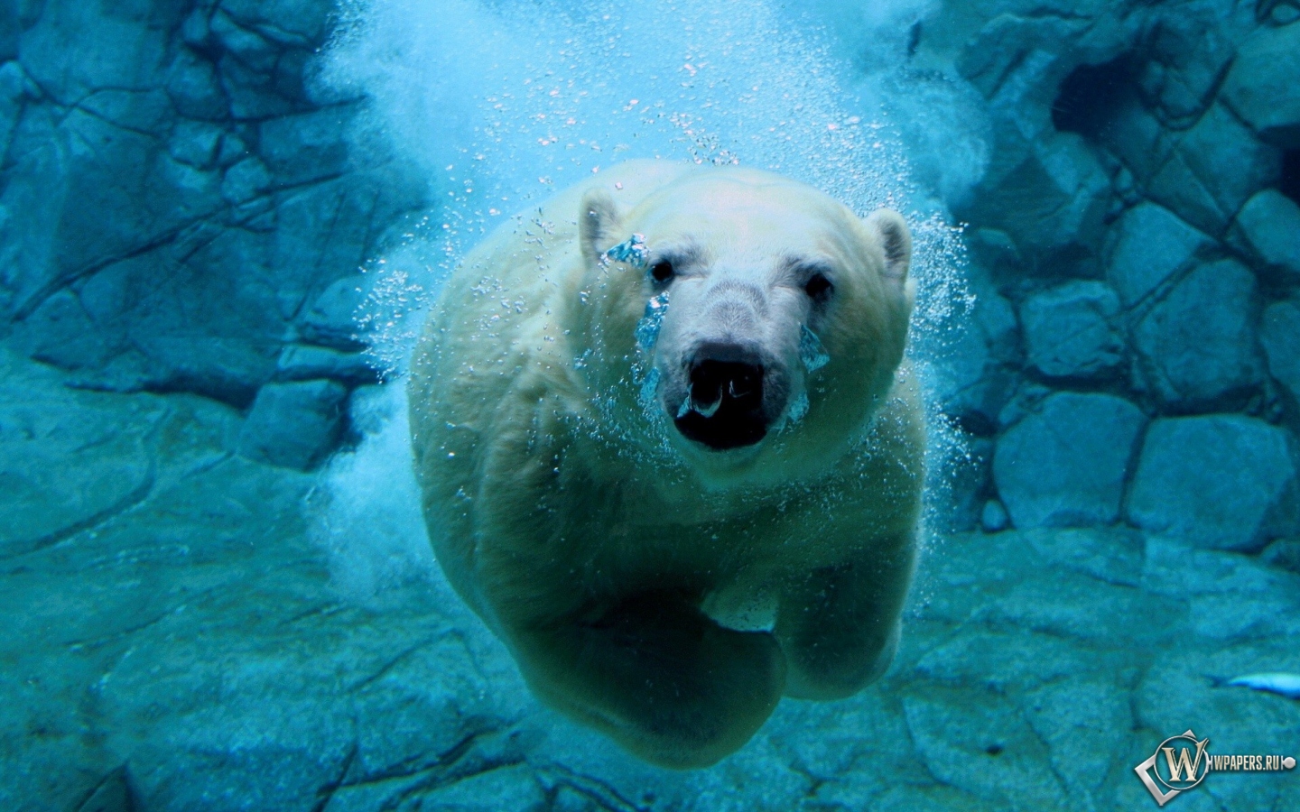 Белый медведь под водой 1440x900