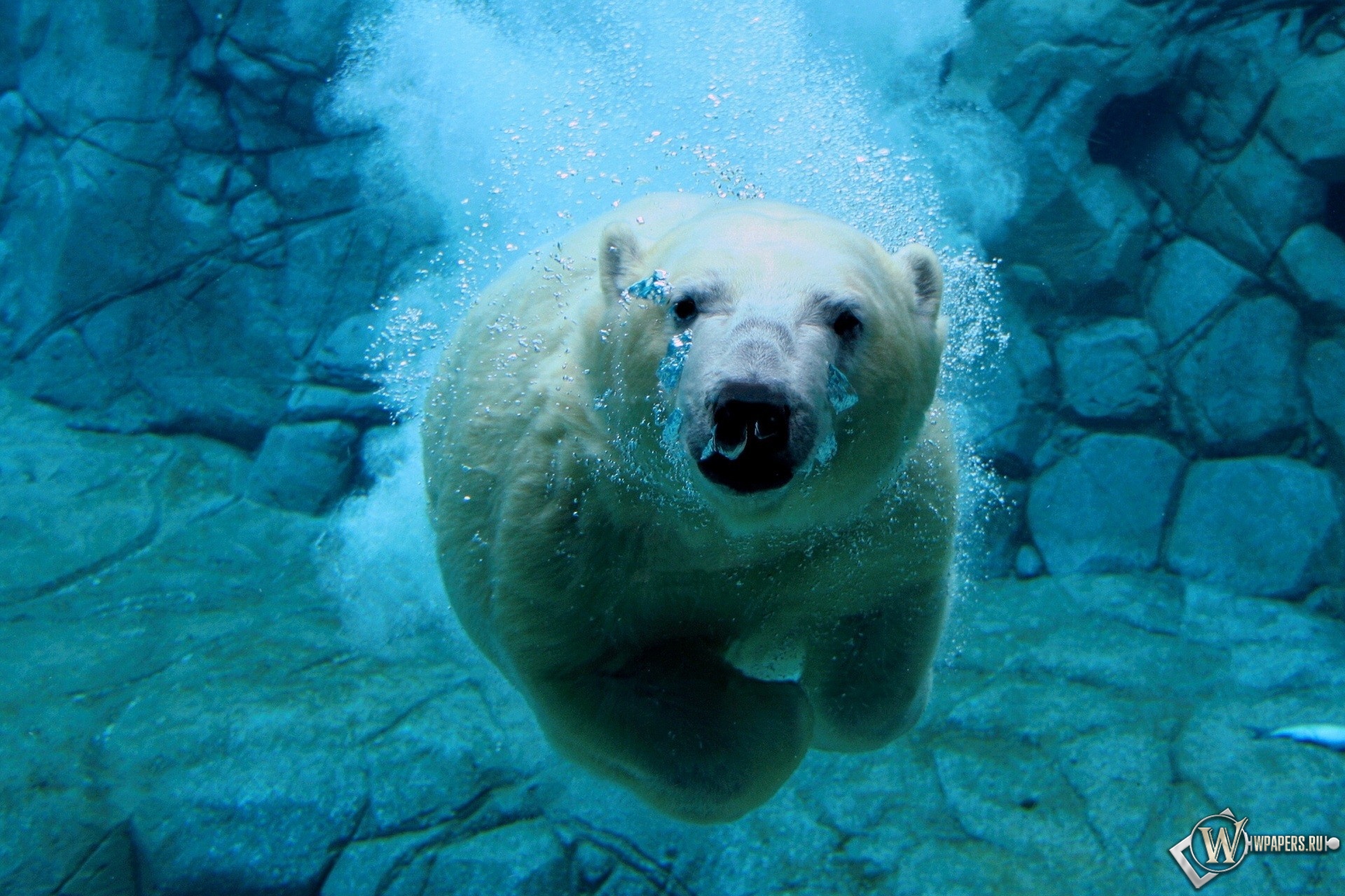 Белый медведь под водой 1920x1280