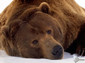 Обои Уставший медведь: , Медведи