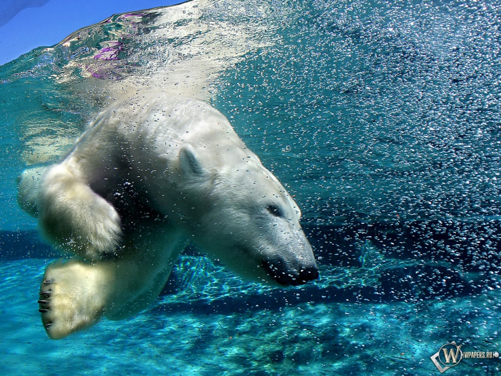 Белый медведь под водой 1024x768