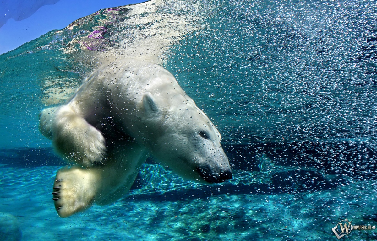 Белый медведь под водой 1200x768