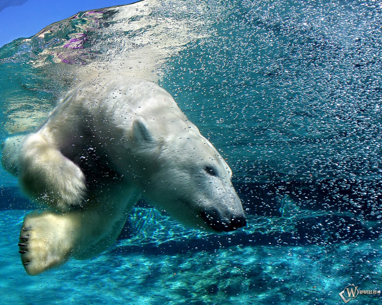 Белый медведь под водой 1280x1024