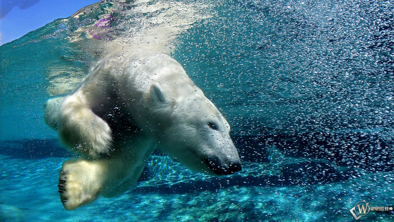 Белый медведь под водой 1280x720