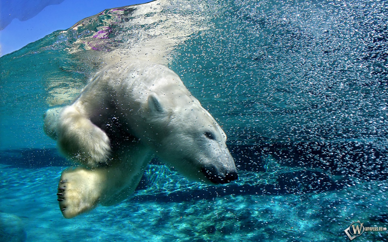 Белый медведь под водой 1280x800