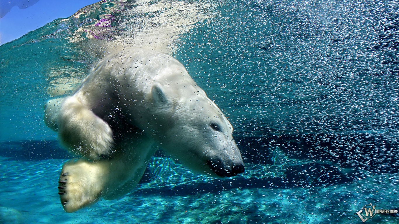 Белый медведь под водой 1366x768