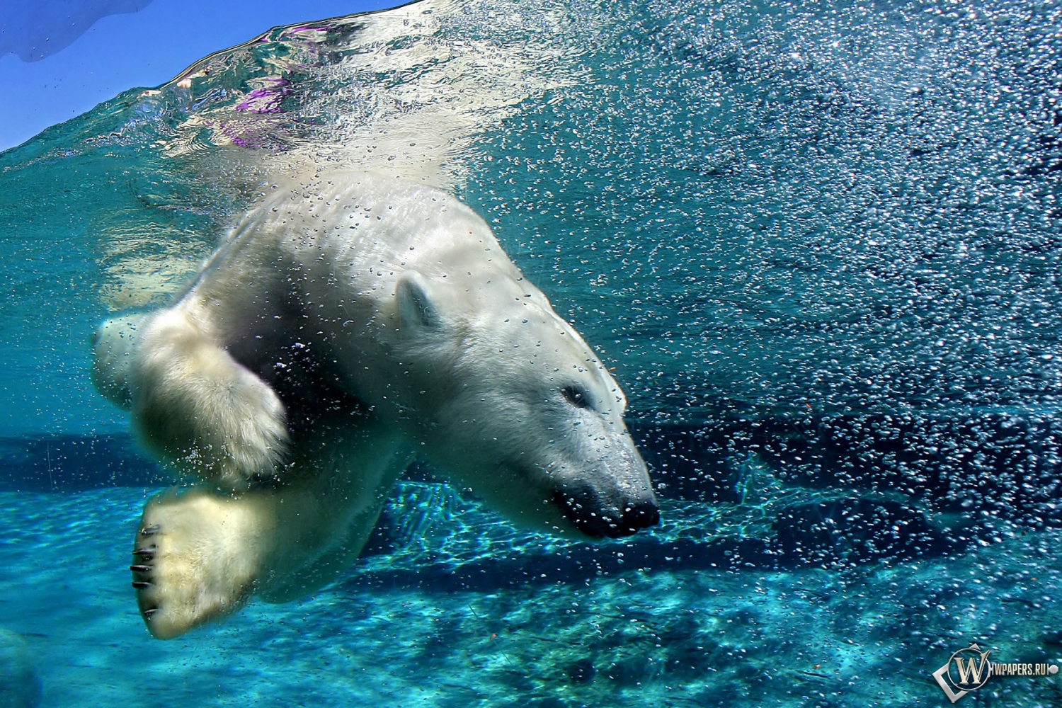 Белый медведь под водой 1500x1000
