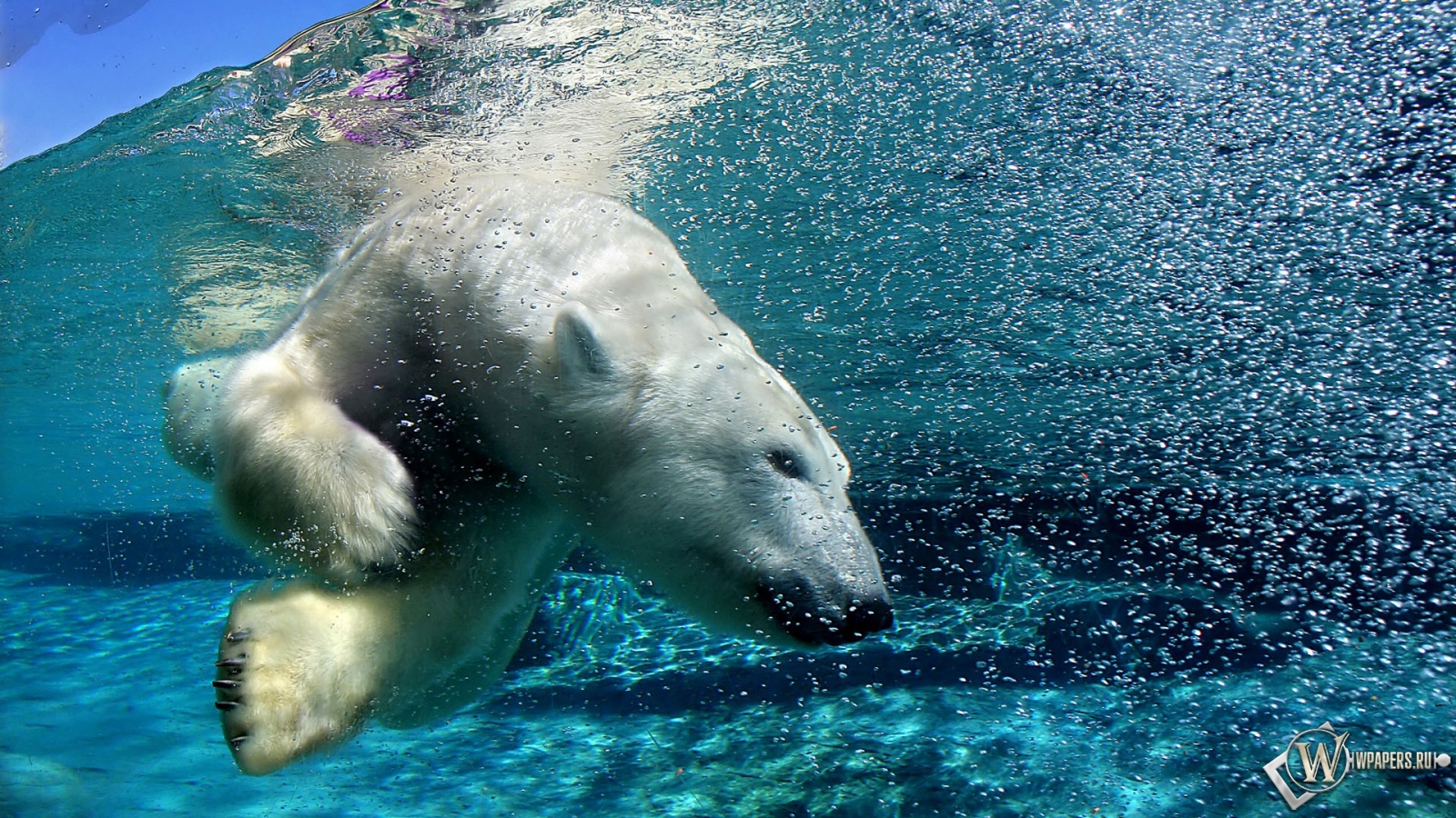 Белый медведь под водой 1600x900