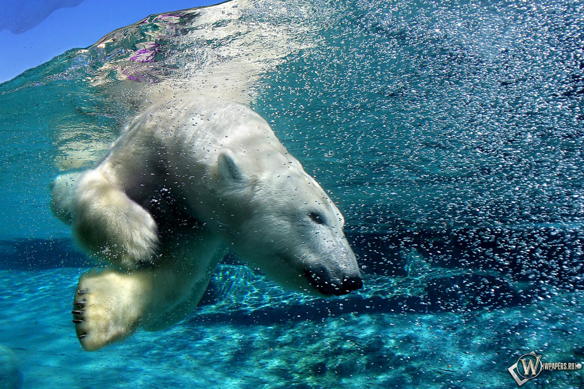 Белый медведь под водой 1920x1280