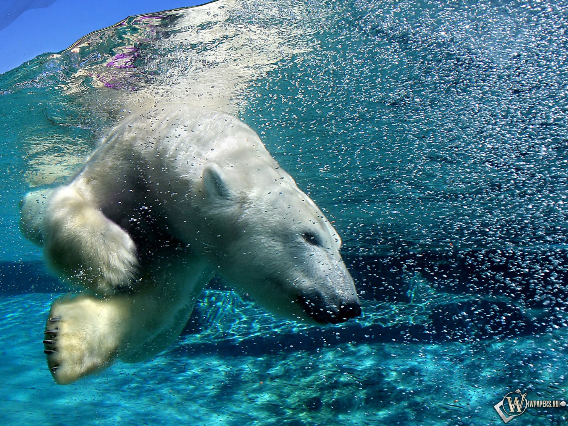 Белый медведь под водой 1920x1440
