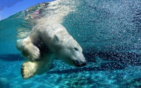 Обои Белый медведь под водой: Медведь, Арктика, Под водой, Белый медведь, Медведи