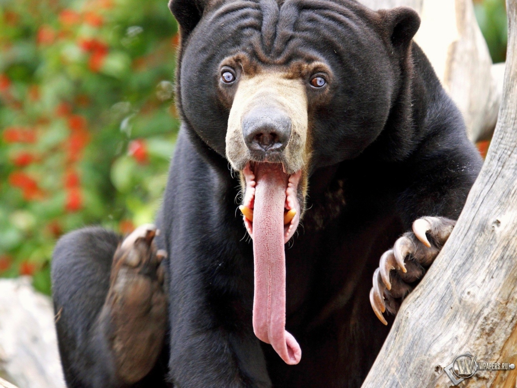 Медведь высунул язык 1024x768