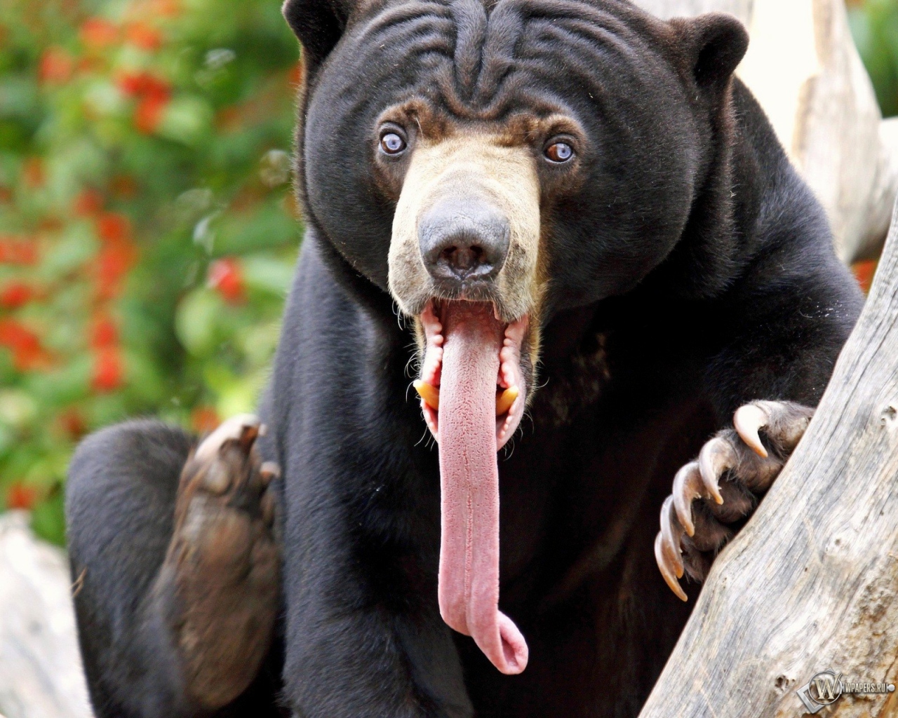 Медведь высунул язык 1280x1024