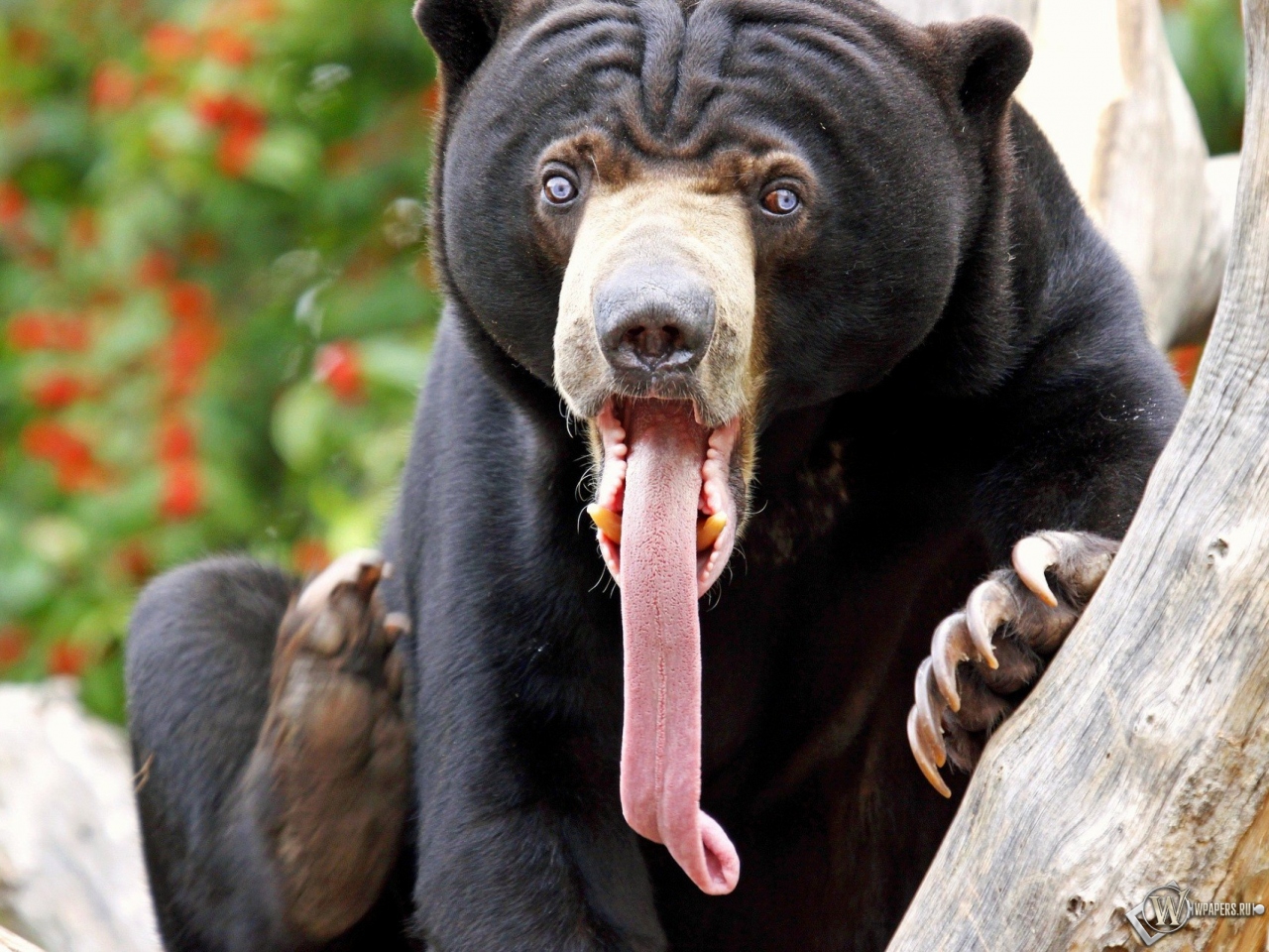 Медведь высунул язык 1280x960