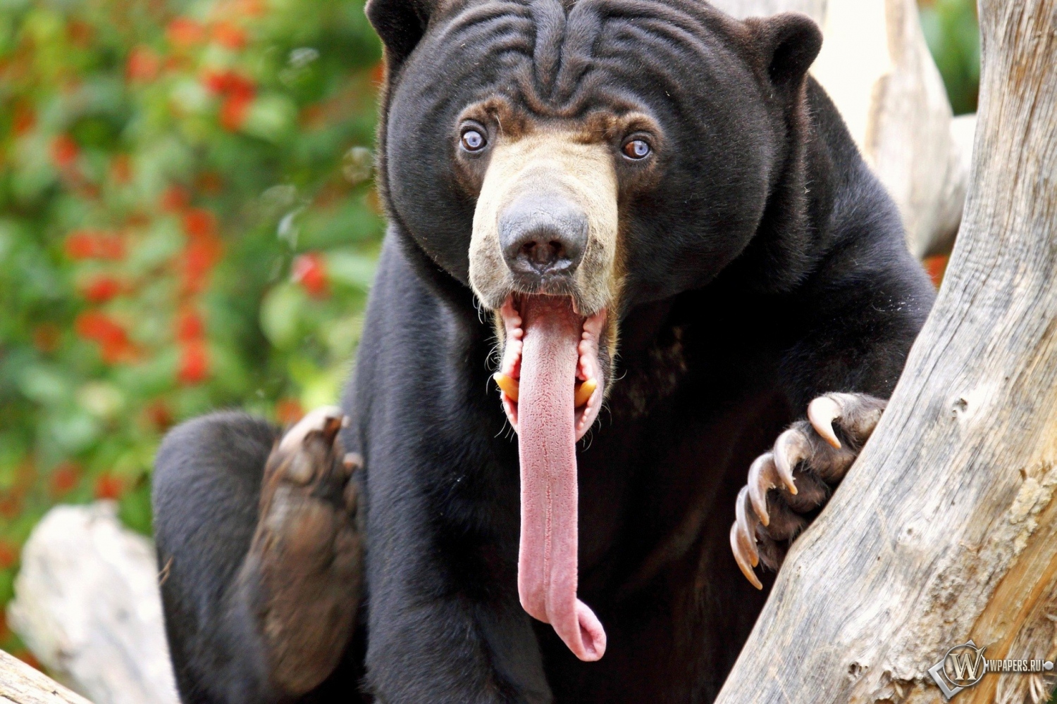 Медведь высунул язык 1500x1000